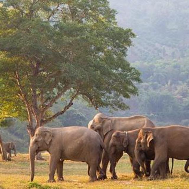 Trip to Elephant Nature Park