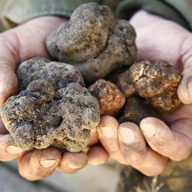 Truffle Hunting in Tuscany
