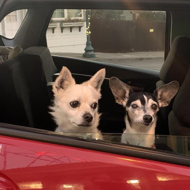 Pet Care During Our Honeymoon