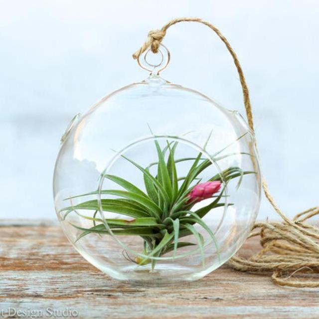 Aeranthos Simplicity Air Plant Terrarium Kit