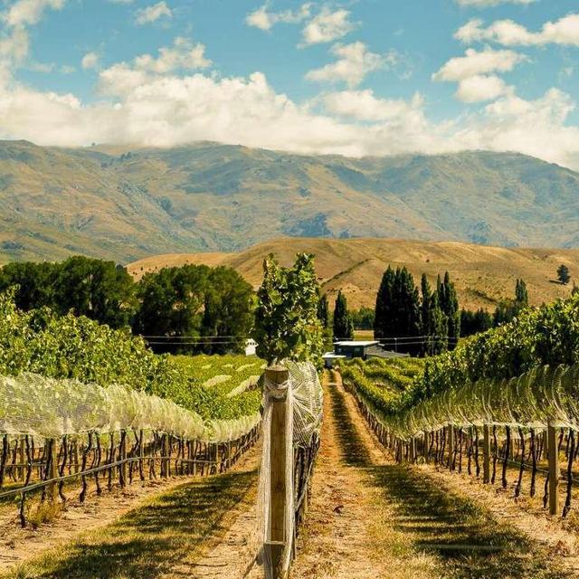 Bike the Wineries Tour in Queenstown