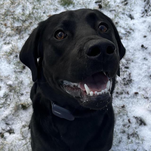Kobe's Treat Fund