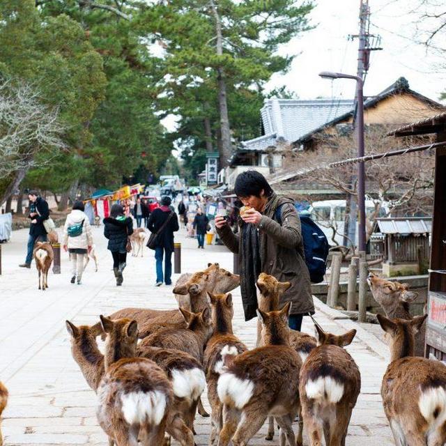 Day Trip to Nara Deer Park
