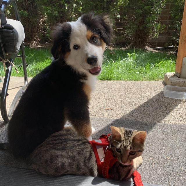 Obedience classes for Rosie