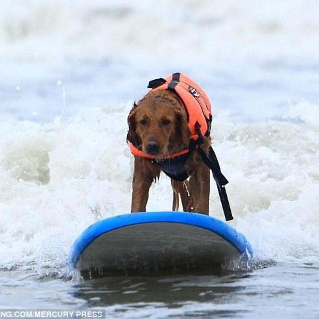 Hawaii Surfing Lessons
