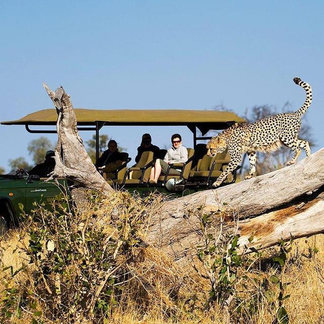Game Drives from the Savuti Camp