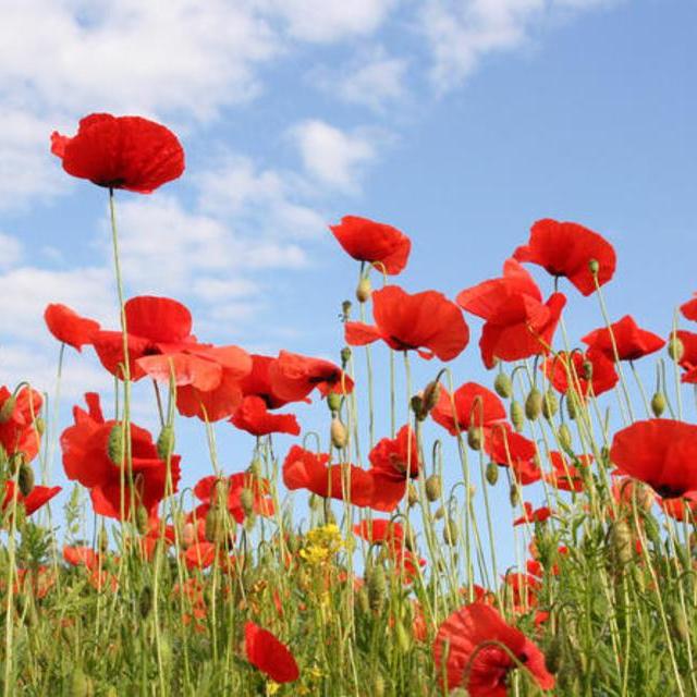 Tuscany in One Day Sightseeing Tour