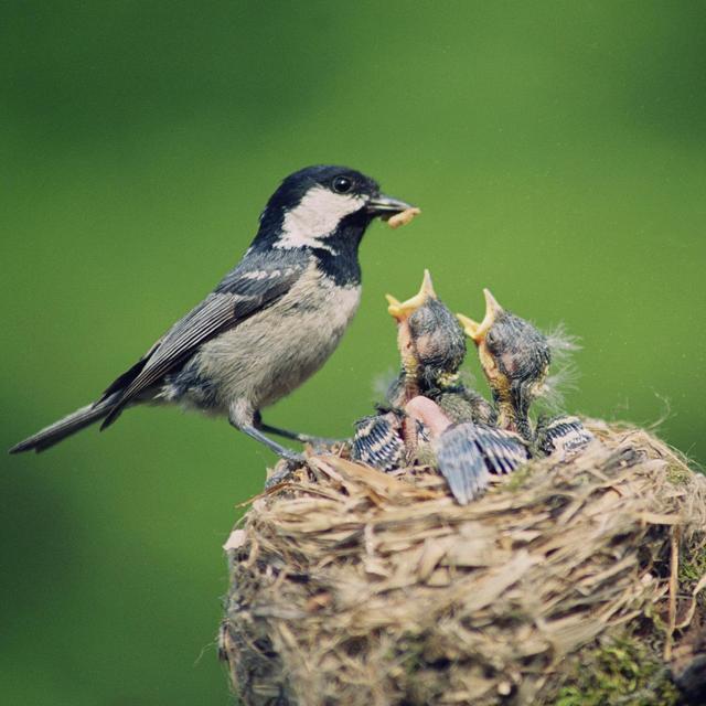 Nest Fund
