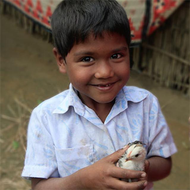 Gift of a Flock of Chicks