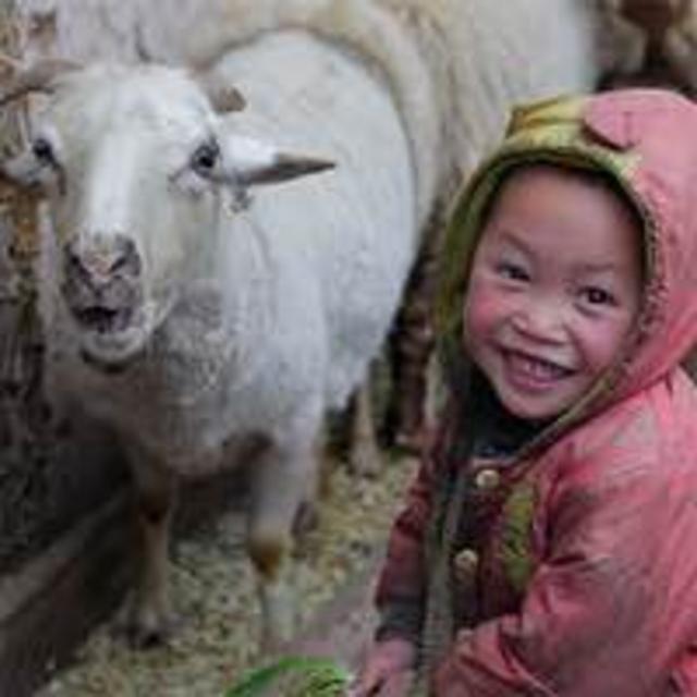 Give the gift of a goat