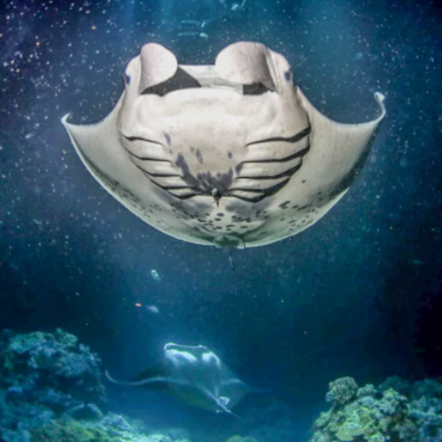 Nighttime Manta Ray Experience for our Honeymoon