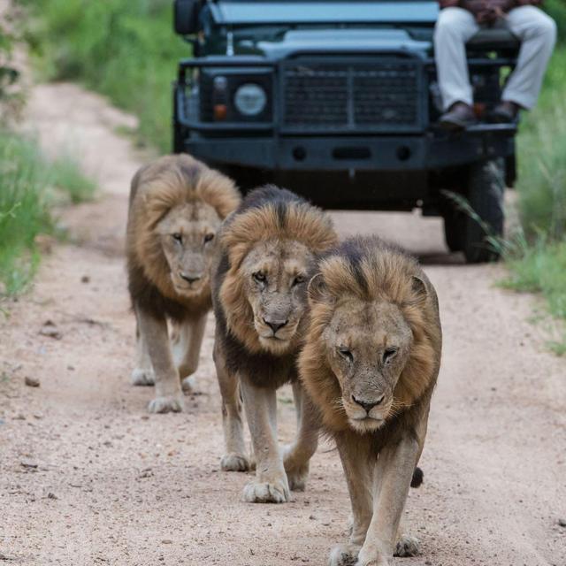 Honeymoon | Sabi Sand Game Reserve