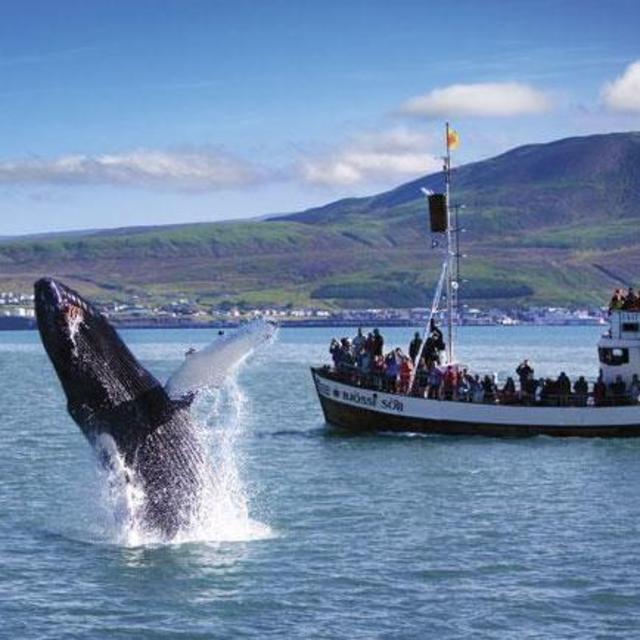 Whale Watching for 2