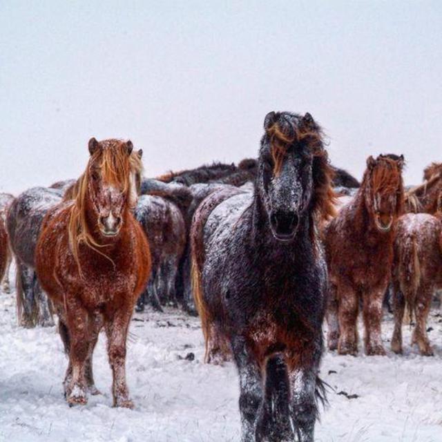 Icelandic Horseback Riding