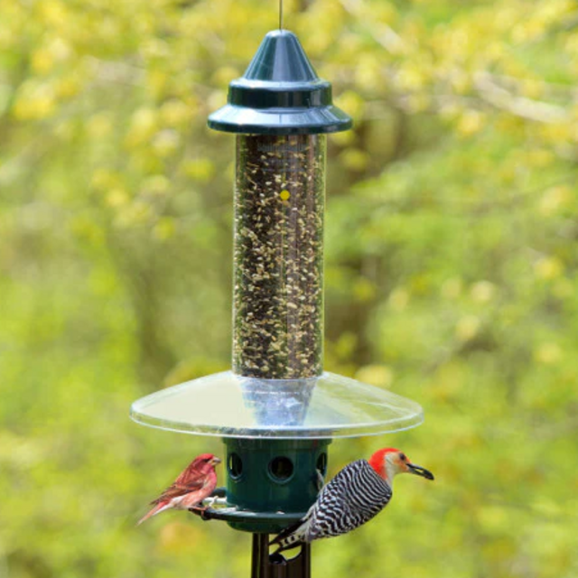 Squirrel Buster Plus birdfeeder