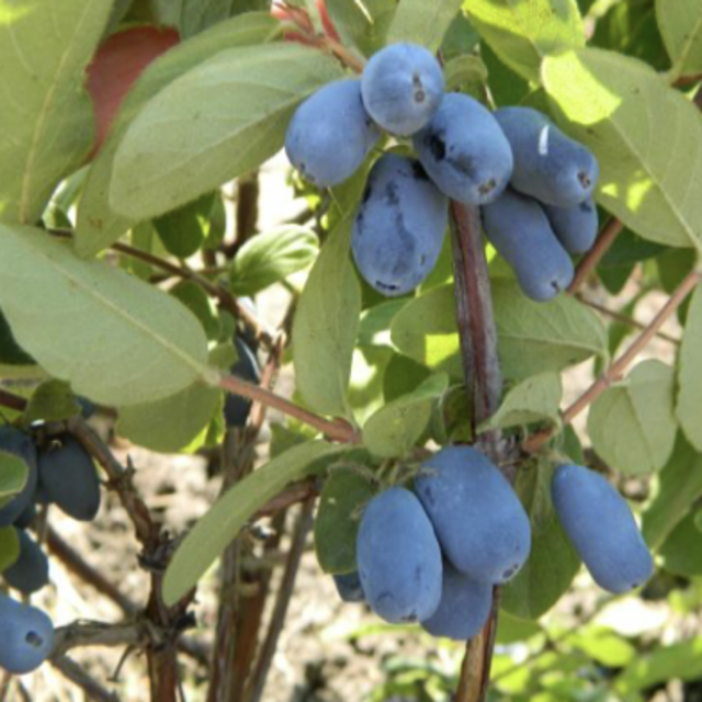 Paw Paws, Persimmons, Pluots and more for our fruit orchard