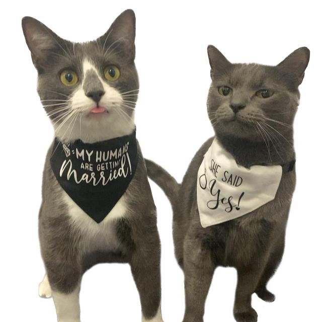 Cat Treat Fund