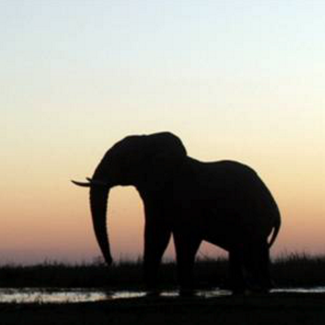 Safari in South Africa