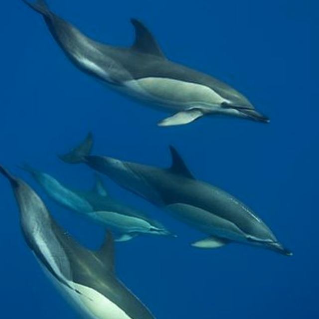 Swim with dolphins (honeymoon excursion)