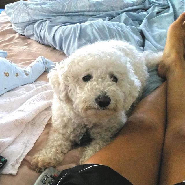 Bring Angela's dog to NY <3