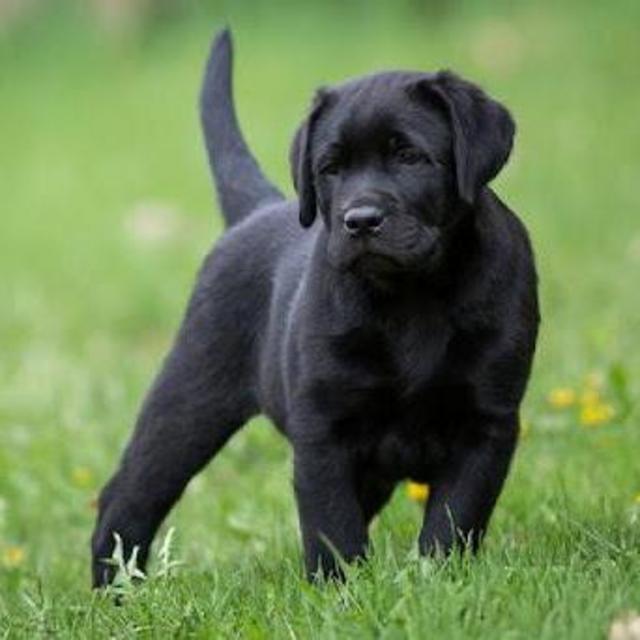 Puppy Fund