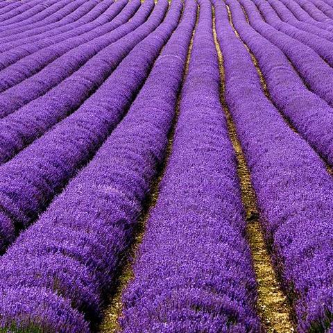 Visit the Lavender Fields