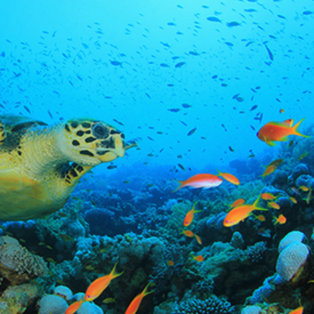 Snorkeling Excursion