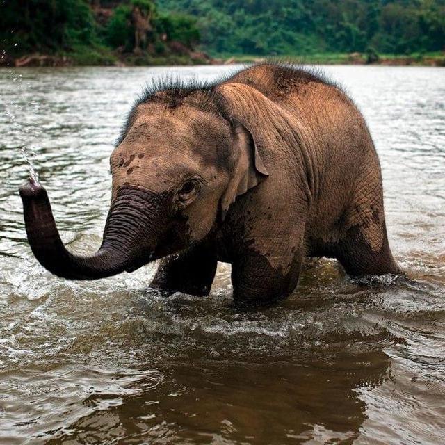 MandaLao Elephant Conservation Tour in Laos