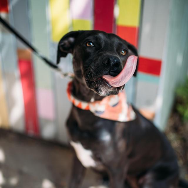 Donation to Boulder Humane Society