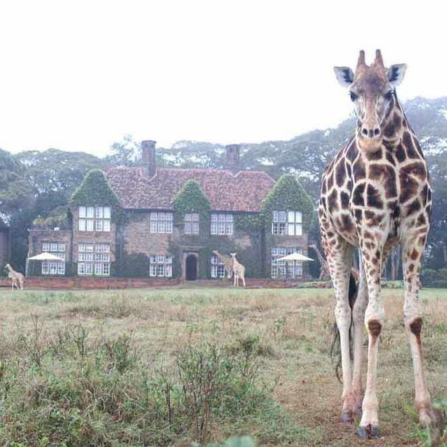 Stay at Giraffe Manor