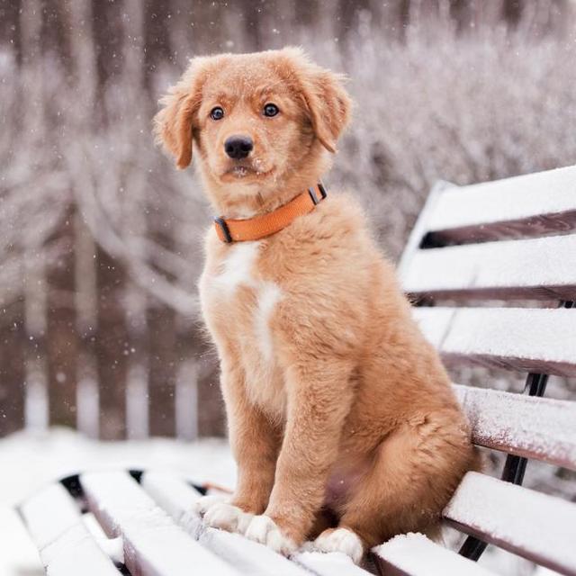 Nova Scotia Duck Tolling Retriver Fund
