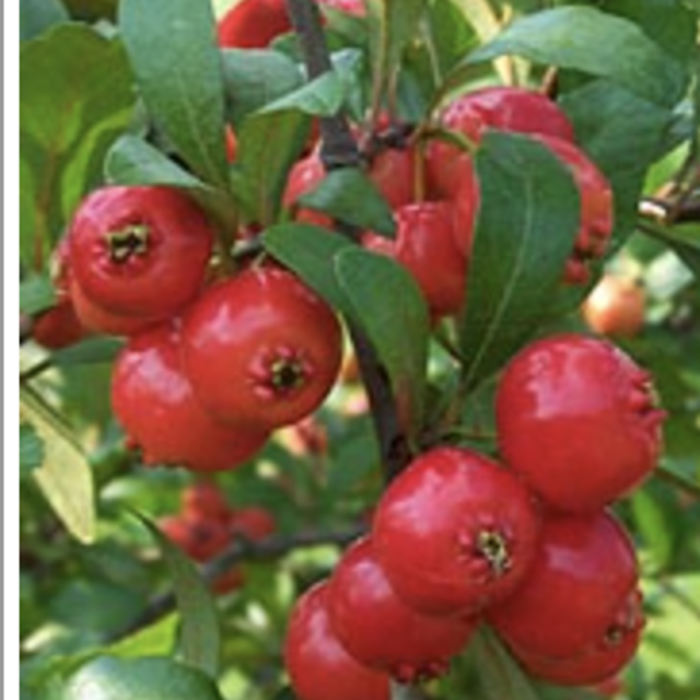 Big Red Mayhaw Tree (Native fruit for the bees!)