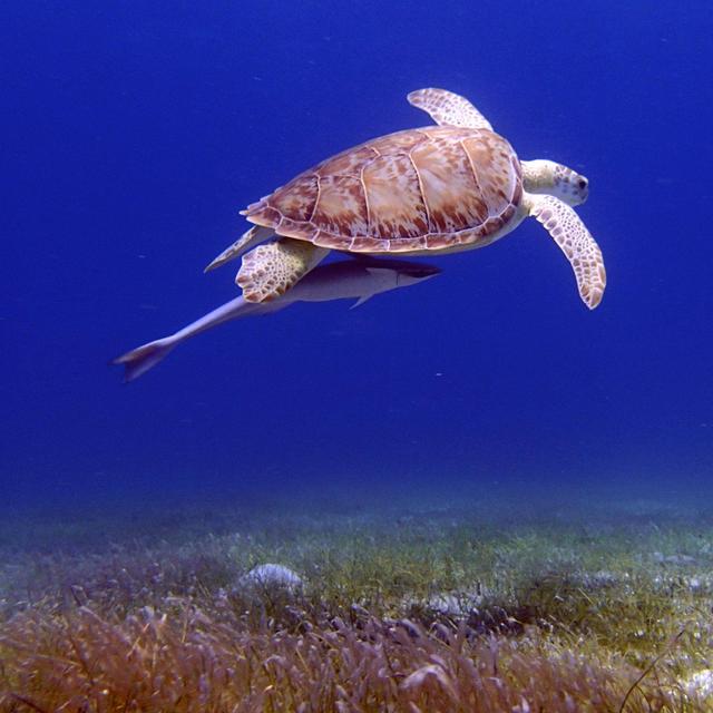 Snorkel and Kayaking Tour