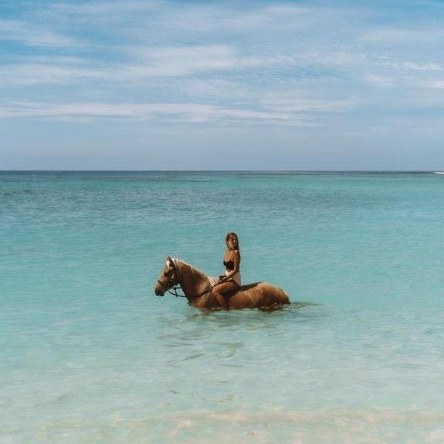 Swim with horses on our honeymoon