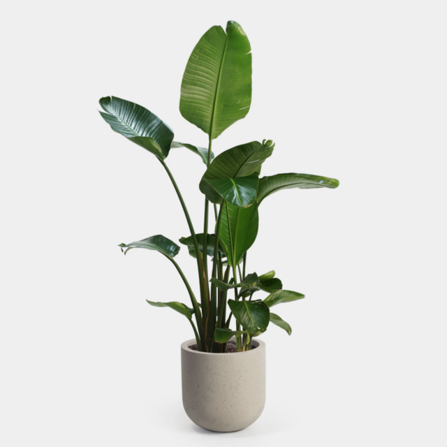 Bird of Paradise Plant | 10" + Planter and Saucer