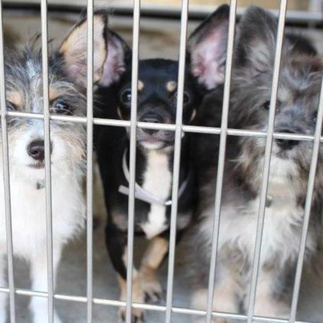 Supplies for animals at Downey Shelter