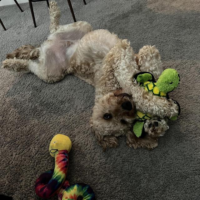 Bash's Toy Fund
