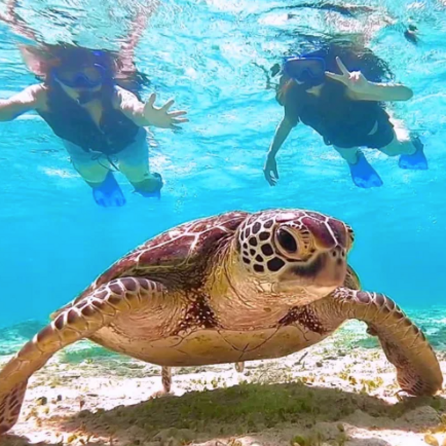 Snorkeling With Sea Turtles On Our Honeymoon