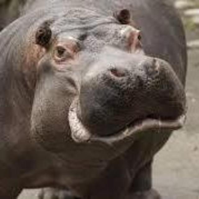 San Diego Zoo