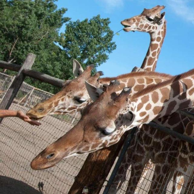 Glamping in a Safari Park