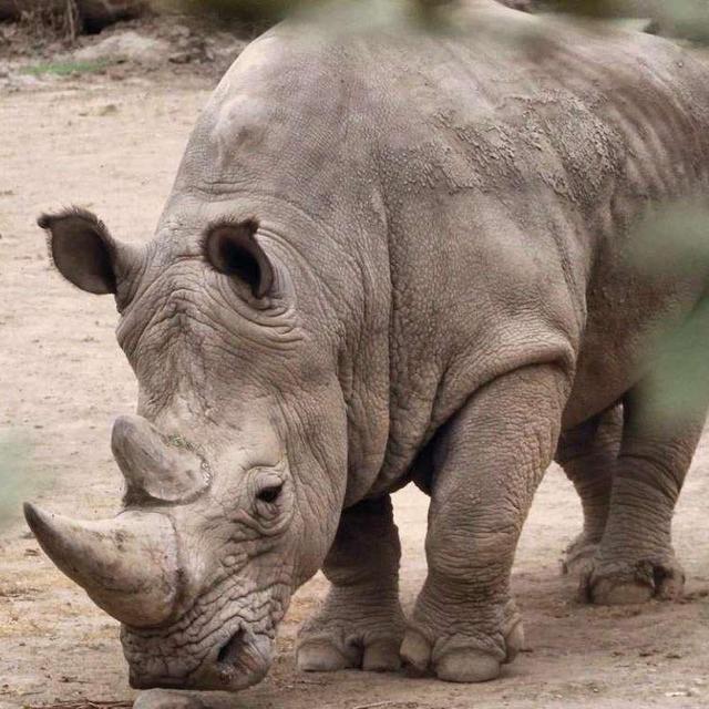 Meet the Rhinos