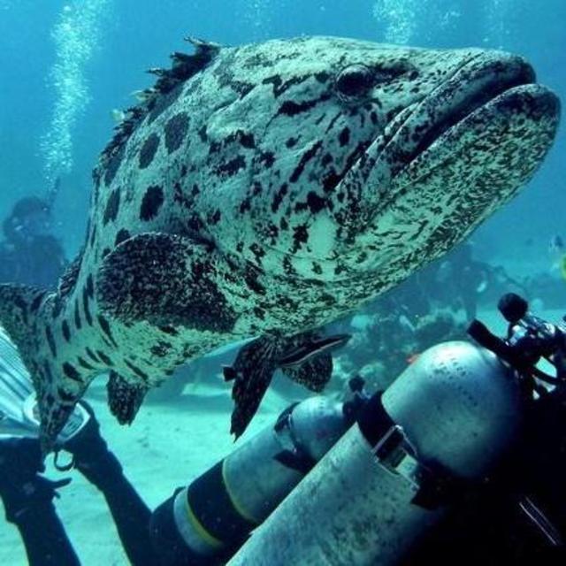 Scuba Diving Certification