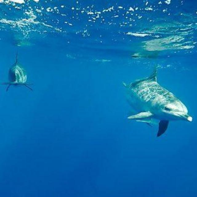 Swim with Dolphins in Azores Tour for Two on Our Honeymoon - Portugal