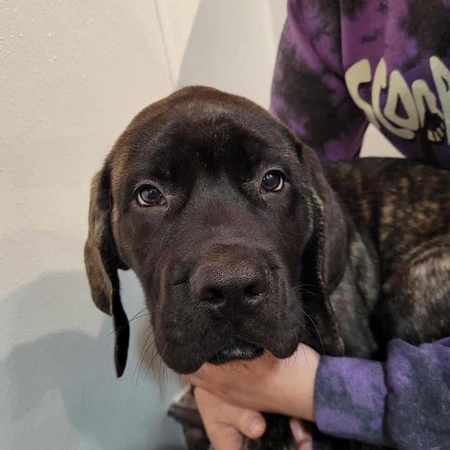 Our English Mastiff Fund