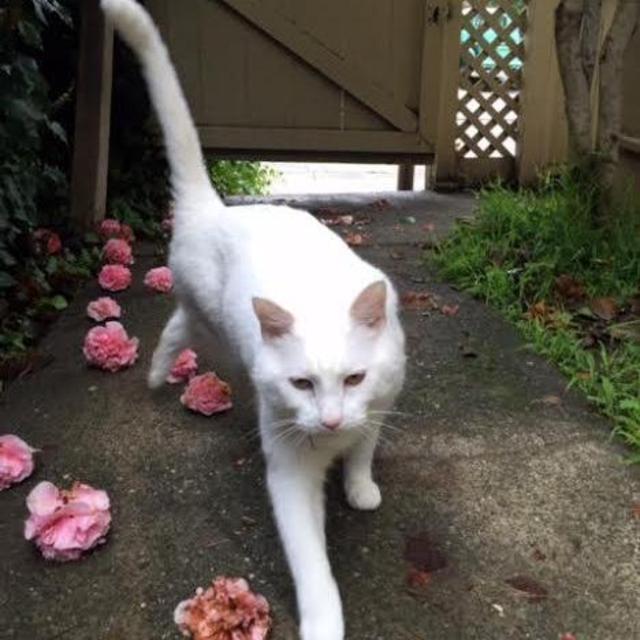 Sleep Away Camp for Ol Fatso