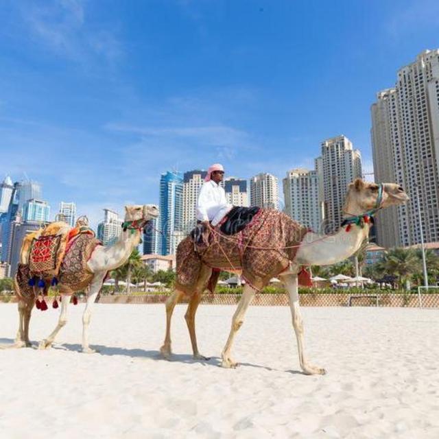 Honeymoon Camel Ride in Dubai