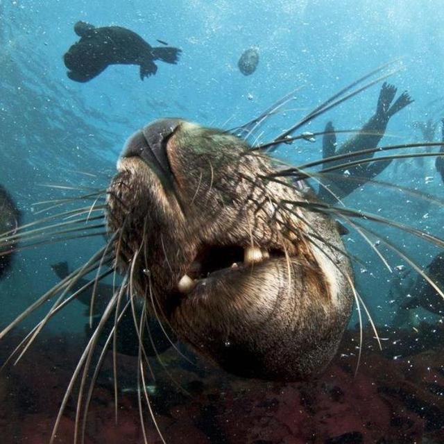 Snorkeling with Seals in Plettenberg Bay