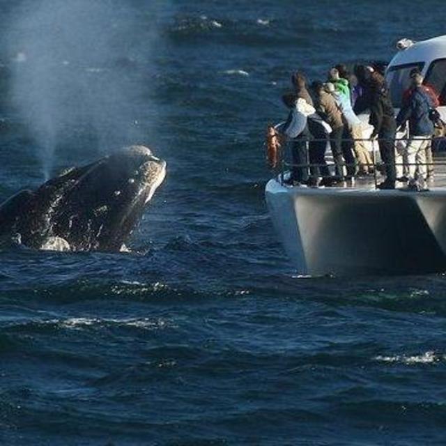 Whale Watching Boat Tour in Hermanus