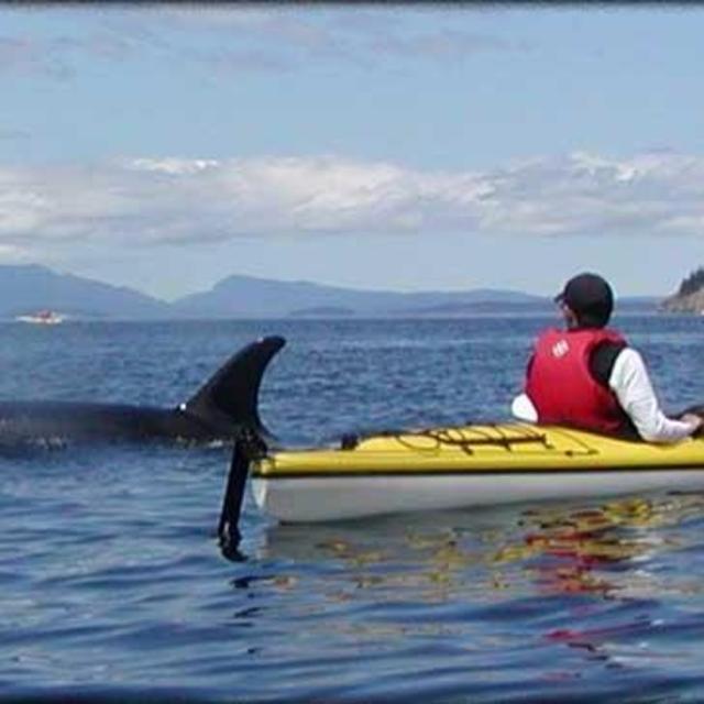 San Juan Islands Kayaking Tour