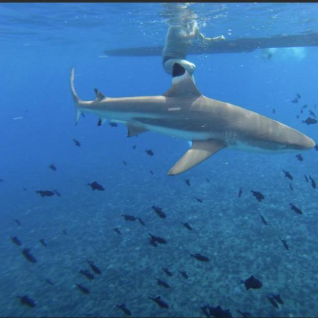 Swimming with sharks adventure
